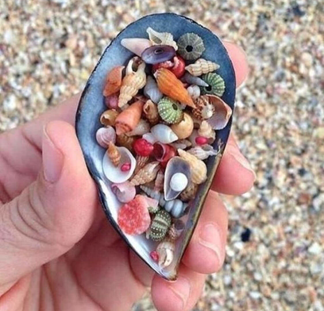 tiny seashells