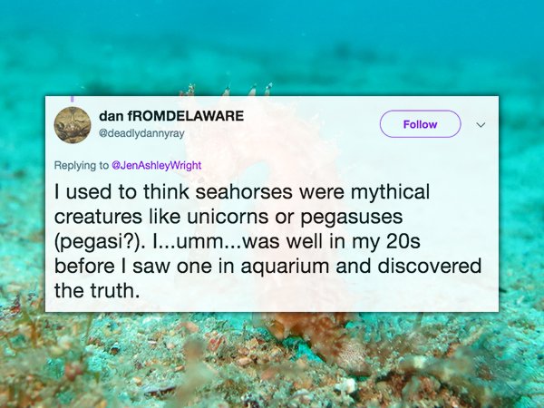 seahorses in galapagos - dan fROMDELAWARE Wright I used to think seahorses were mythical creatures unicorns or pegasuses pegasi?. I...umm...was well in my 20s before I saw one in aquarium and discovered the truth.