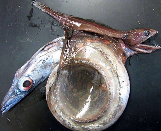 This fish deserves its name, Black Swallower because they can swallow fish up to 10 times heavier than they are.