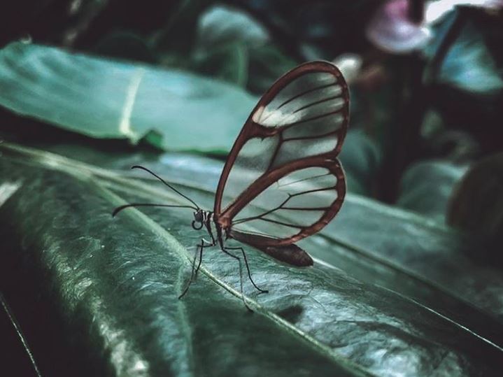The Greta oto butterfly with transparent wings.