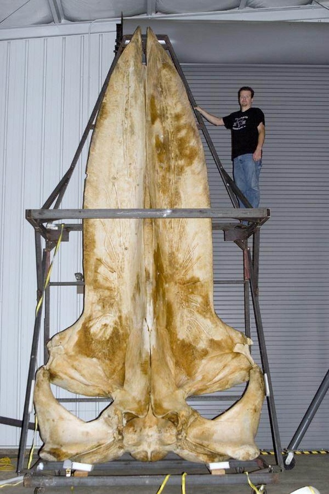 The skull of a whale.