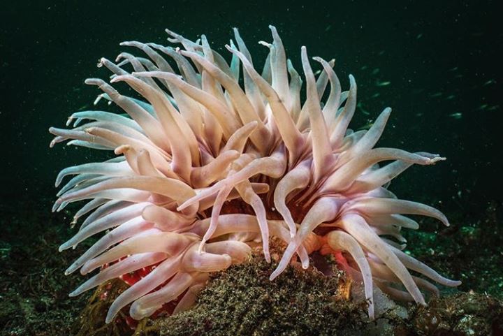 A sea anemone.