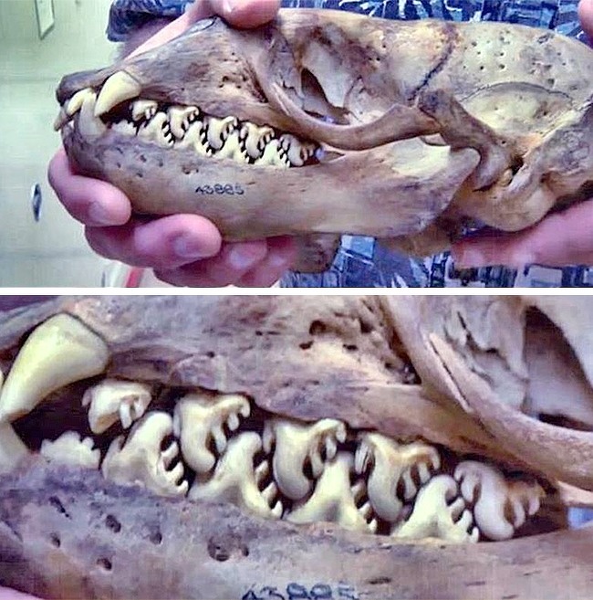 The jaws of a Crabeater seal.