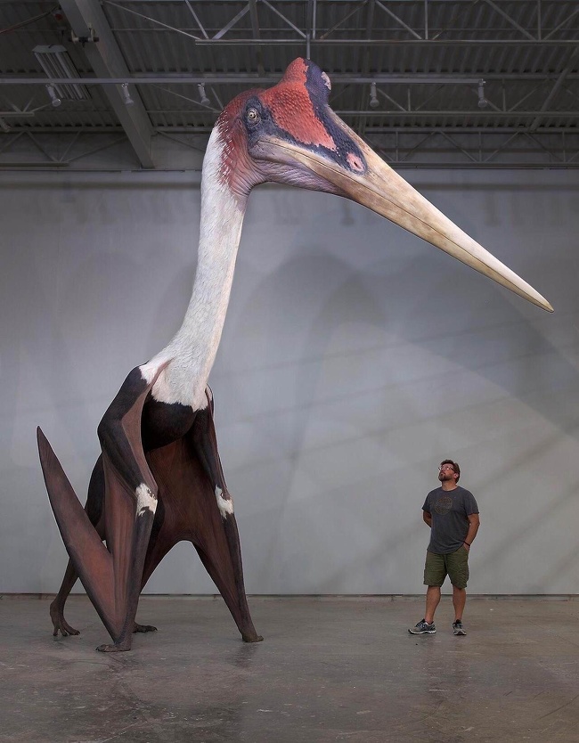 These largest known flying animals from the time of the dinosaurs.