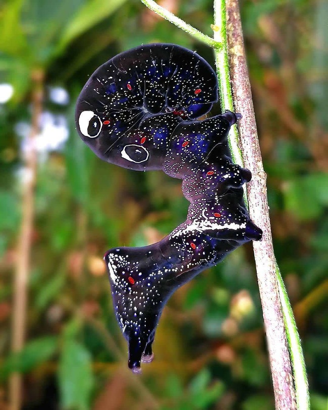 The caterpillar of cosmic colors.
