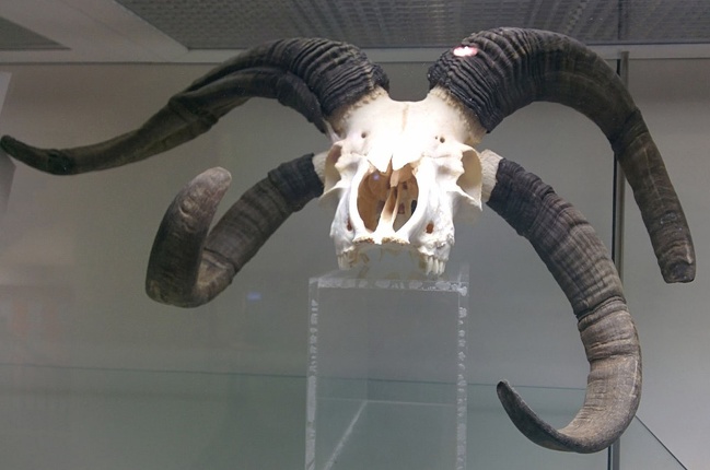 This four-horned Jacob sheep’s skull.