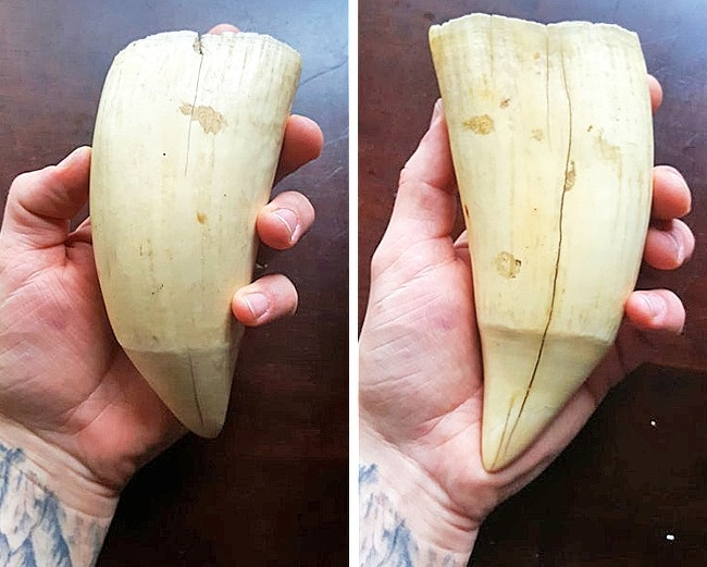 A tooth of a whale.