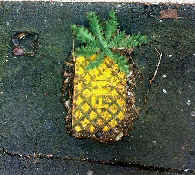 If you squint, you will see a little pineapple.