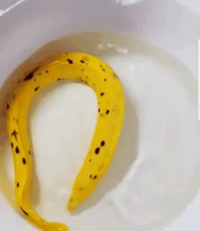 This golden eel looks like a banana peel