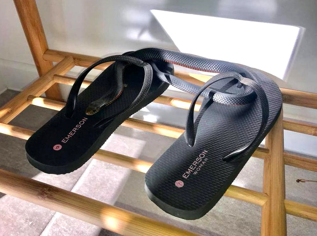 A little black snake disguised itself under the straps of these flip-flops that have the same color and texture.
