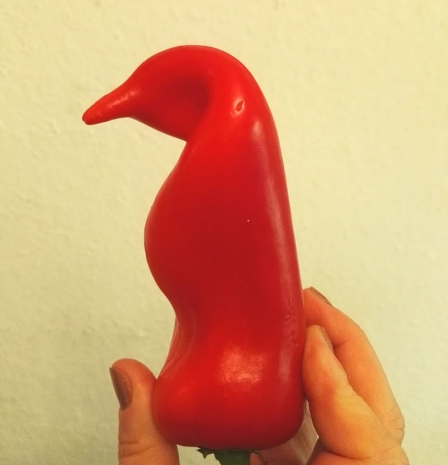 This chili pepper thinks it’s a penguin