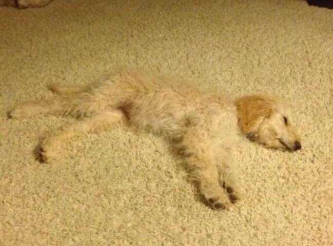 The dog blended into the carpet.