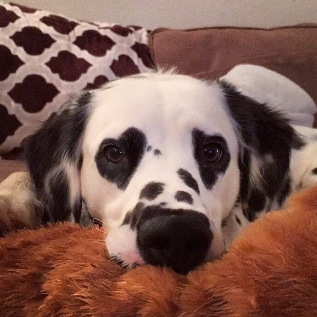 dog with heart eyes