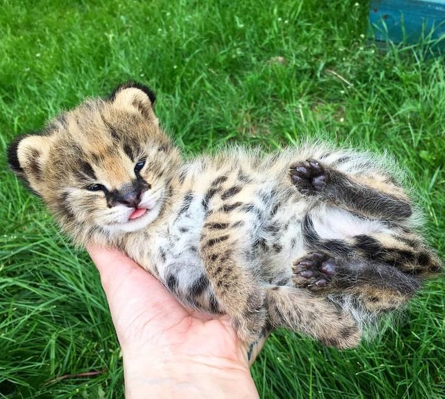 serval baby