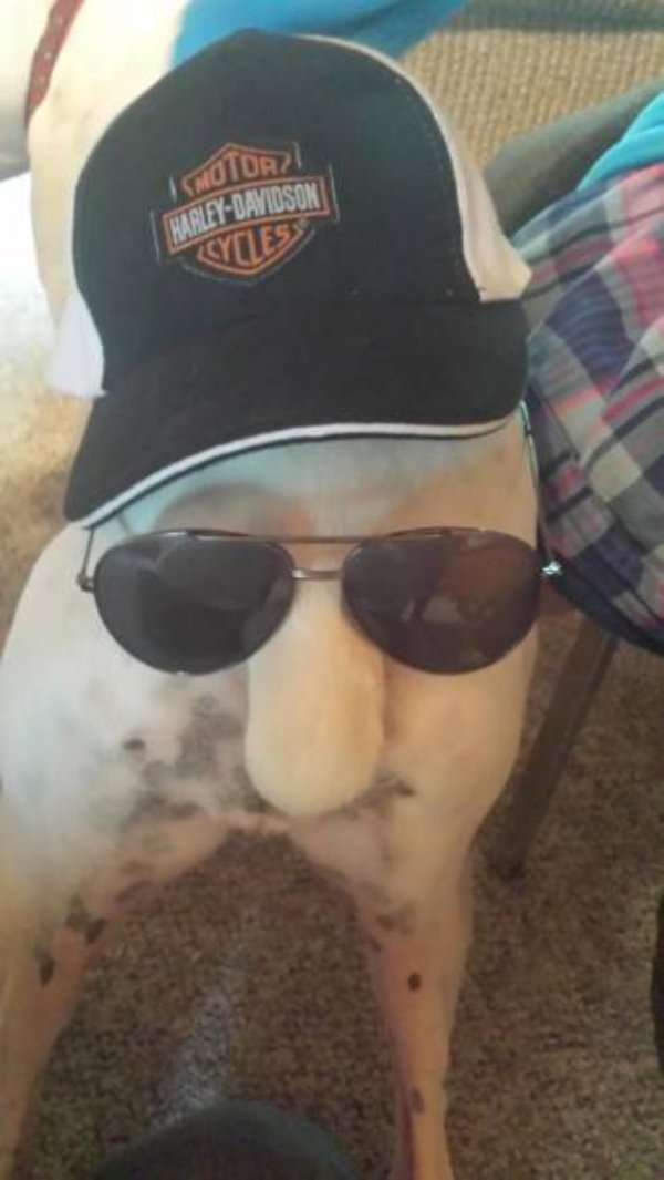 dogs ass with sunglasses - Motori HarleyDavidson Cycles