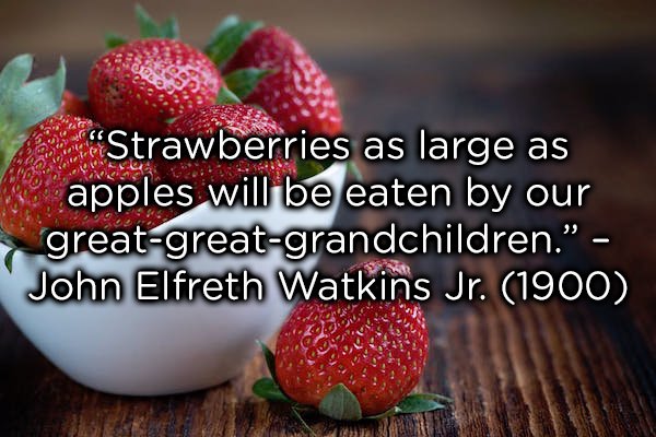 get well soon strawberry - "Strawberries as large as apples will be eaten by our greatgreatgrandchildren." John Elfreth Watkins Jr. 1900