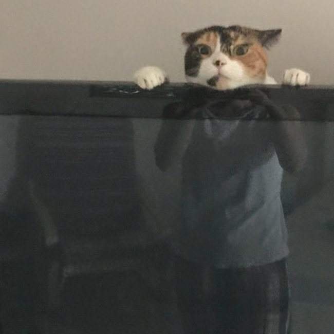 “My wife just texted me this picture of our cat playing behind the TV.”