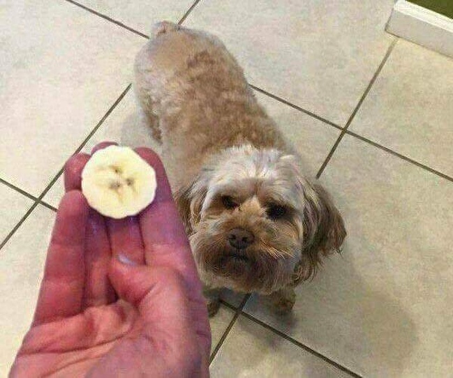 Looks like the banana was a dog in its previous life.