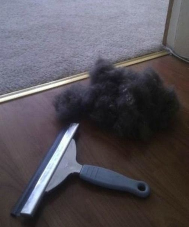 A window scraper will help you remove the fur from your carpet.