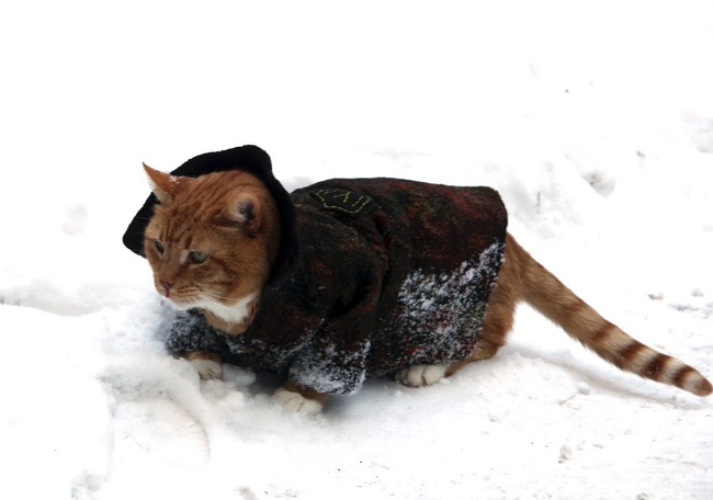 Cat, named Philemon, who has been living in a museum for many years finally got a warm coat. On behalf of the cat, the workers of the museum wrote on their website that the cat needed a coat. People from Saint Petersburg found out about this and now Philemon is not afraid of any cold weather.