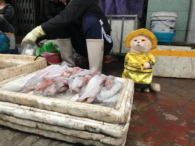 Just a cat at a street market in Vietnam. It’s hard to stop looking at it!