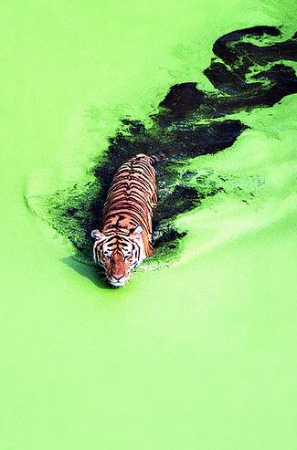 A tiger crossing a lake.