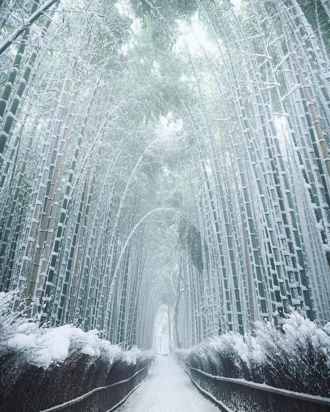 Bamboo in Japan in winter.