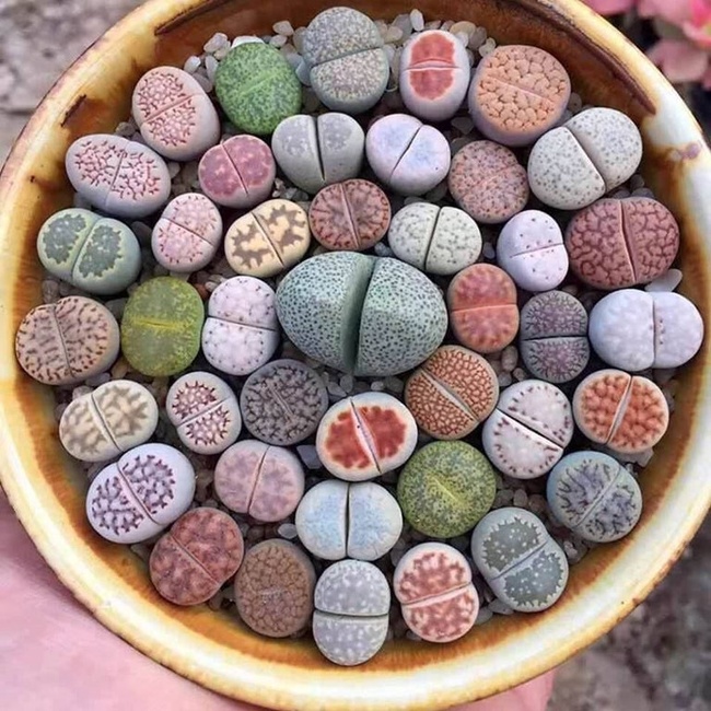 A plant that looks like stones.