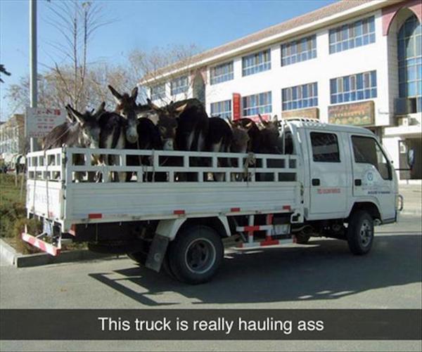 donkey on truck - Ca Di This truck is really hauling ass