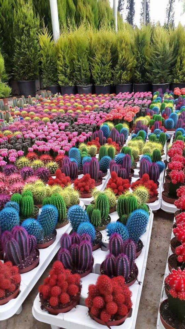 perfect fit colourful cactus - "