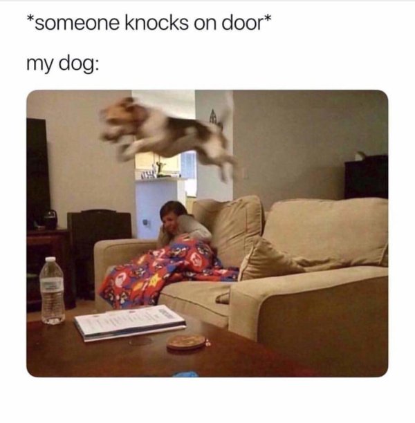 my dog when someone knocks on the door - someone knocks on door my dog