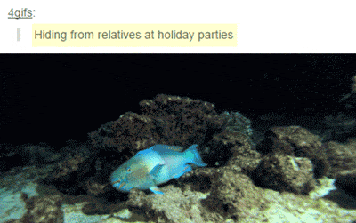 fish hiding from sharks - 4gifs Hiding from relatives at holiday parties