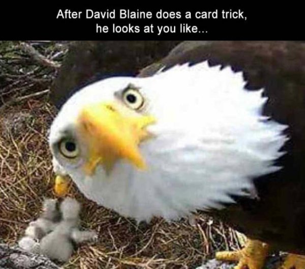 bald eagle hatchlings - After David Blaine does a card trick, he looks at you ...