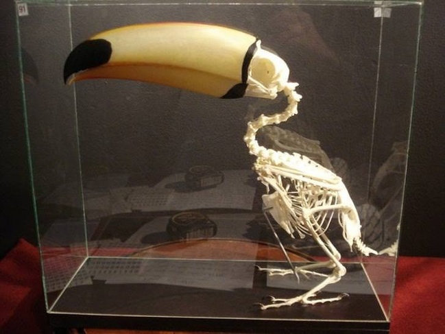 toucan skeleton - Ml