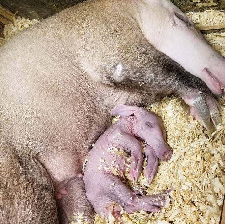 A newborn aardvark.