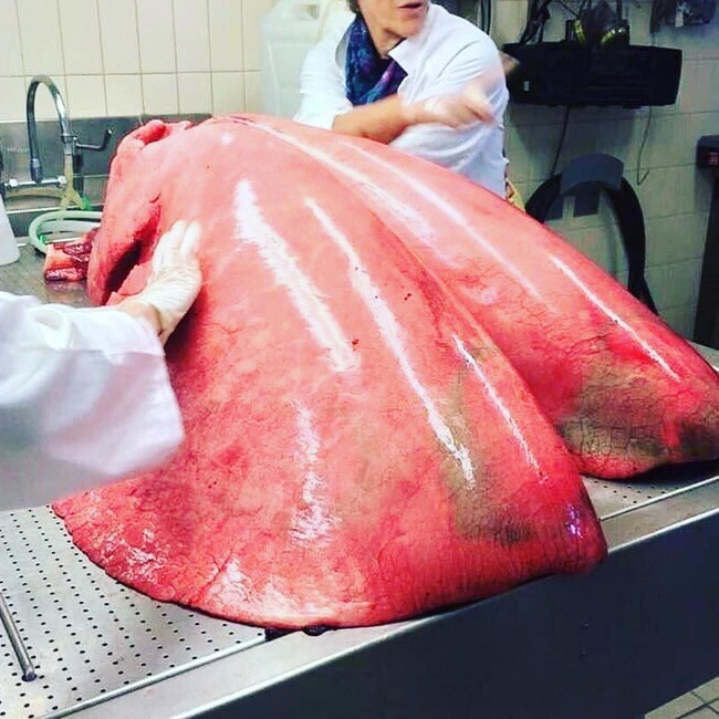 horse lungs
