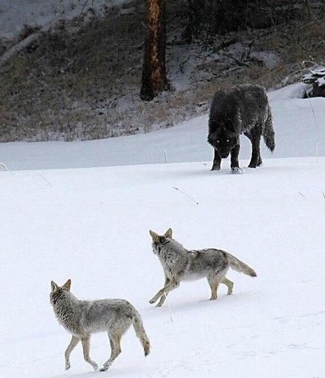wolf vs coyote size
