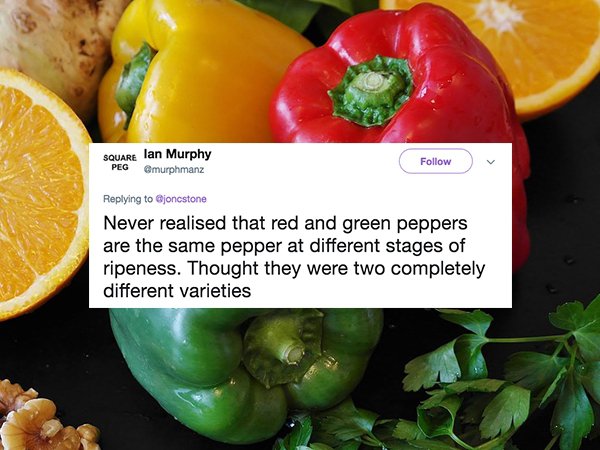 Square lan Murphy Peg Never realised that red and green peppers are the same pepper at different stages of ripeness. Thought they were two completely different varieties