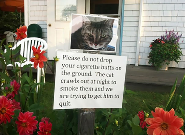 passive aggressive neighbor - Please do not drop your cigarette butts on the ground. The cat crawls out at night to smoke them and we are trying to get him to quit.