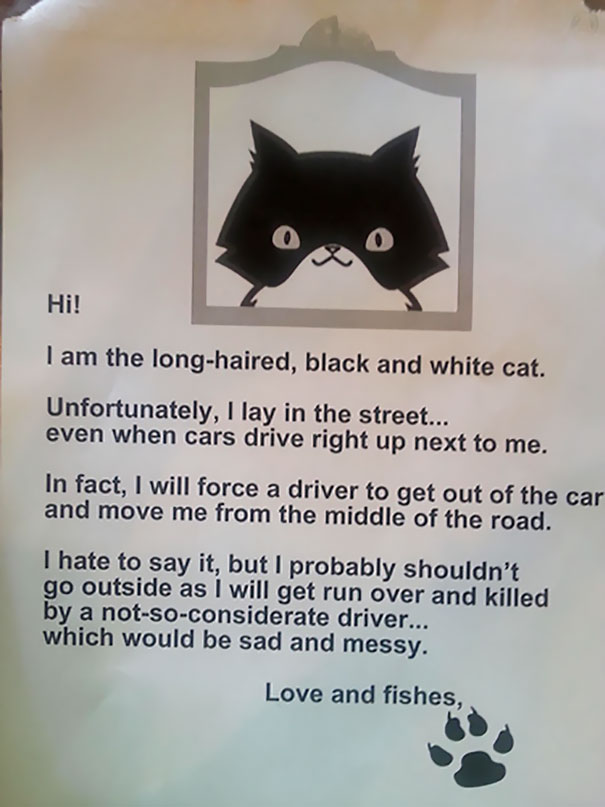 photo caption - Hi! I am the longhaired, black and white cat. Unfortunately, I lay in the street... even when cars drive right up next to me. In fact, I will force a driver to get out of the car and move me from the middle of the road. I hate to say it, b