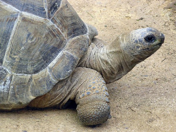 tortoise in kannada