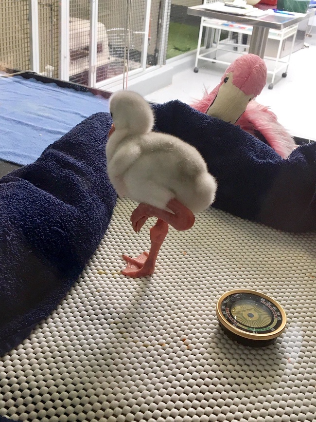 A baby flamingo doing the flamingo leg.