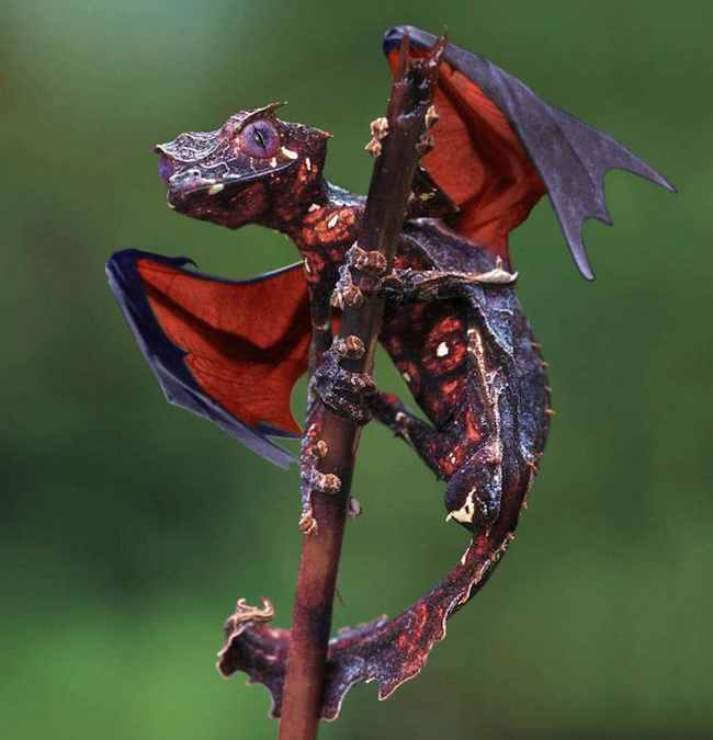 This is not a dragon, it’s a real gecko