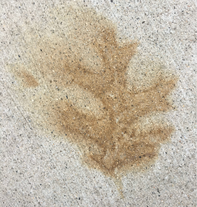 An oak leaf can stain concrete