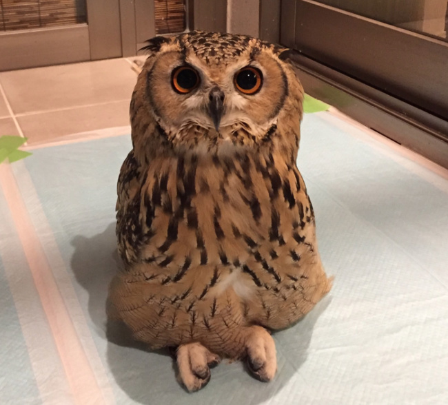 Owls can sit like this
