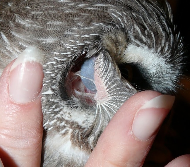This is what an owl’s ear looks like.