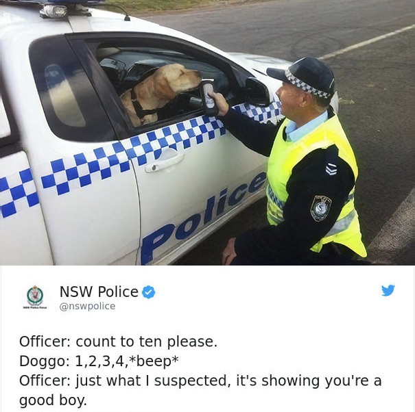 Nsw Police Officer count to ten please. Doggo 1,2,3,4,beep Officer just what I suspected, it's showing you're a good boy.