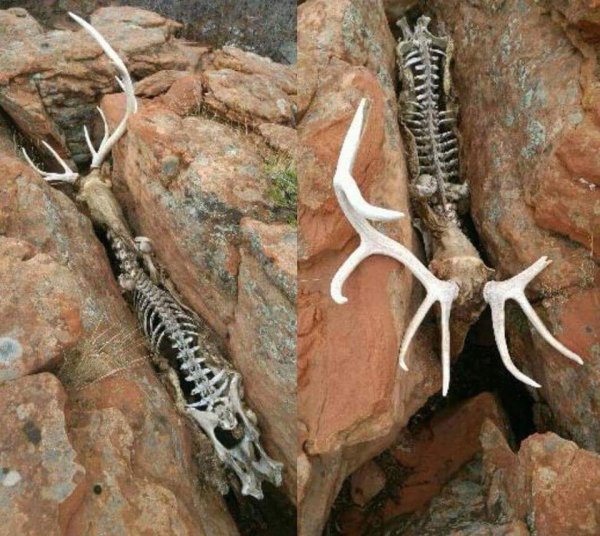deer skeleton in rocks