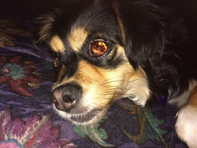 “When I take pictures of my blind dog with the flash on, it looks like there’s fire in her eyes.”