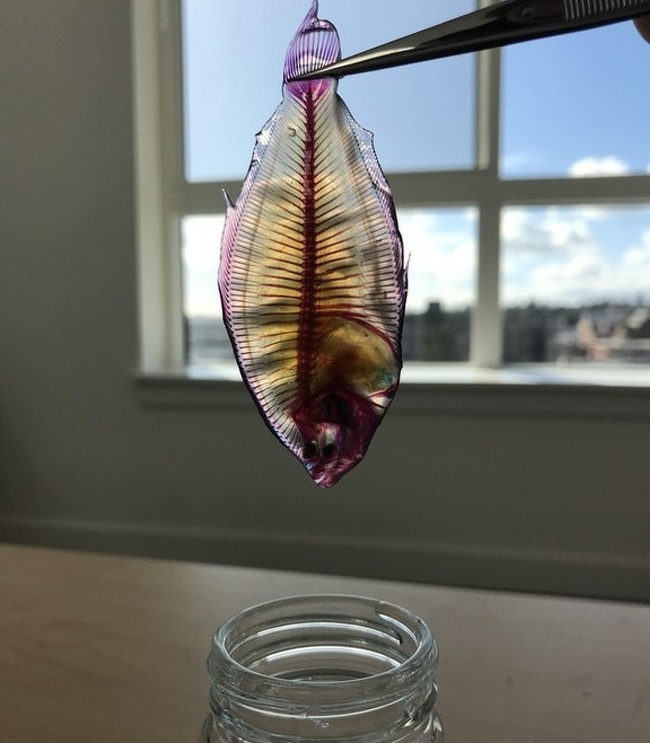 “Cleared and stained this fish through a process that renders the skin/organs transparent, the bones red, and the cartilage blue.”